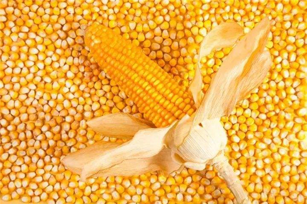 企业启动节前备货 玉米价格能否突破重围