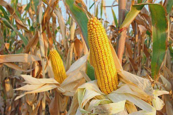 每吨玉米价格又跌5元 逼近2700元/吨 为何？