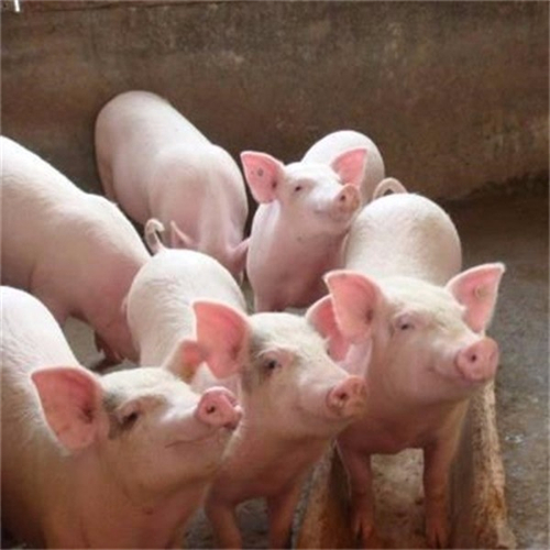 农业农村部：打造生猪、家禽两个万亿级产业