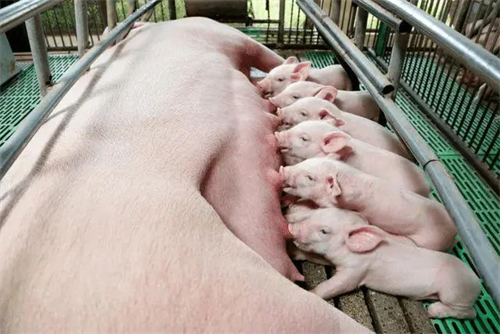 农民家里的母猪生猪宝宝了，一下子就生了18只，高产量的猪