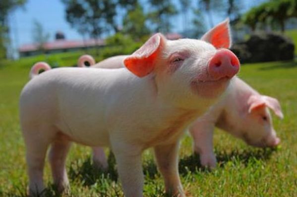 多地猪价反弹上涨，年末新高点？