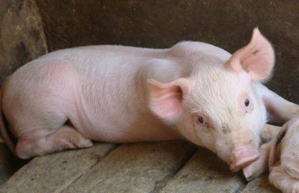 12月27日：全国农产品批发市场猪肉平均价格为23.60元/公斤