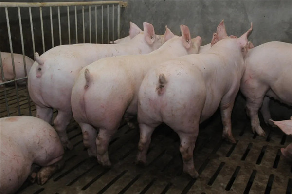 王中老师：2022年猪价判断，除生猪供需面外，重点观察养猪人情绪