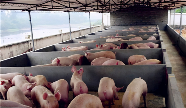 江西：11月份生猪养殖扭亏为盈