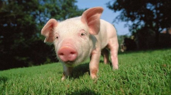 巴拿马盯上中国市场，称要扩大猪肉对华出口！