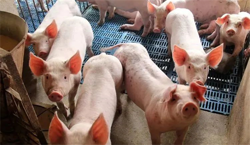 兽药知识 | 治疗母猪乳房炎的兽药联合使用技术
