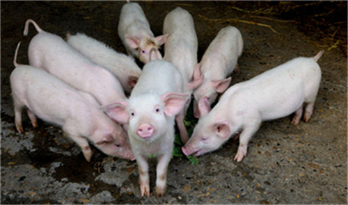 12月27日，生猪、玉米价格震荡走强，猪价、粮价预警！