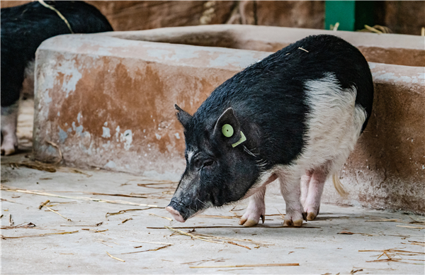 缅甸部分地区每天有生猪发病死亡，或影响市场销量