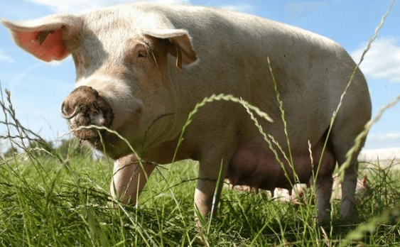 12月29日：全国农产品批发市场猪肉平均价格为23.53元/公斤