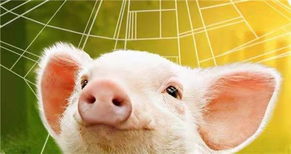 1月4日猪价 |规模猪场放量，猪价呈现弱势！