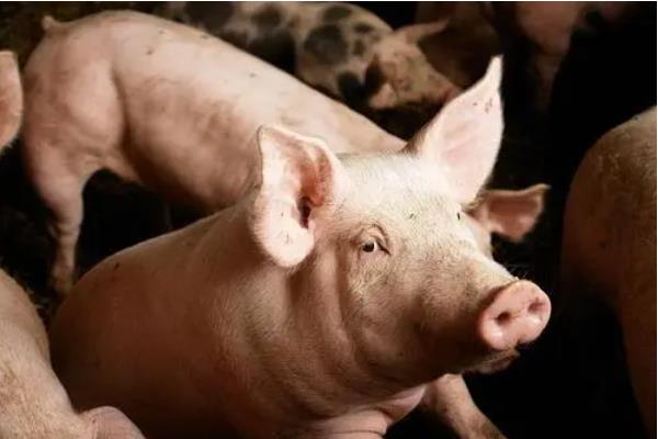 宁乡市国资集团全力推进百万头生猪产业链建设
