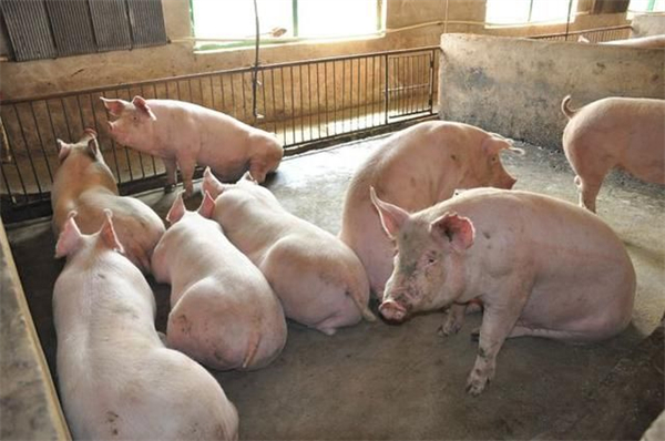 12月31日：全国农产品批发市场猪肉平均价格为23.08元/公斤