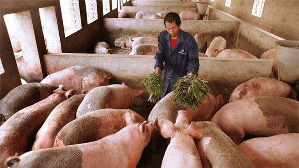 拐点将至！2022生猪养殖业能否迎来“暖春”？