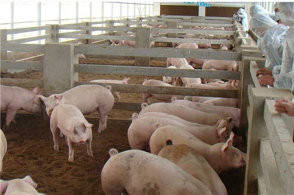 猪场建设 | 最新100头母猪养猪场设计图