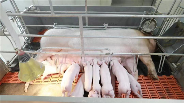 傲农生物：12月生猪销售量41.69万头