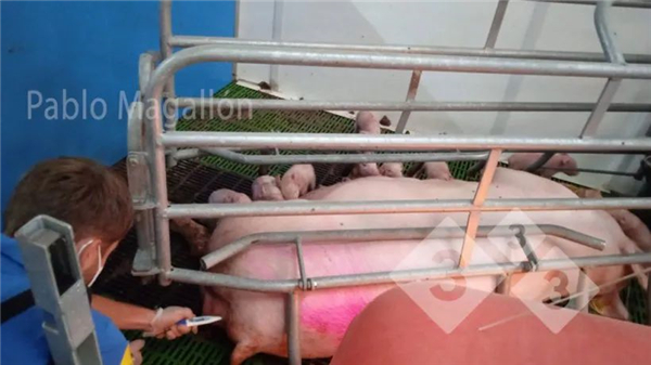 控制产后发热，使母猪在哺乳期采食量最大化