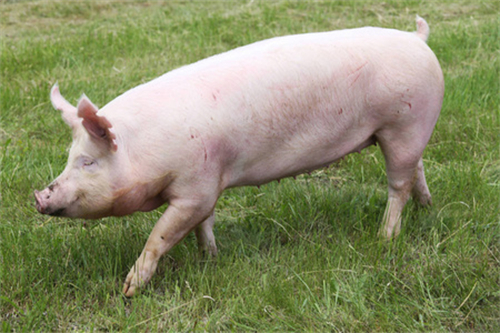 火腿肠是用死猪做的吗？看看养猪场是怎么处理死猪的，就全明白了