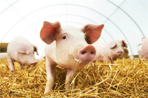 12月下旬生猪价格环比下跌1.8%