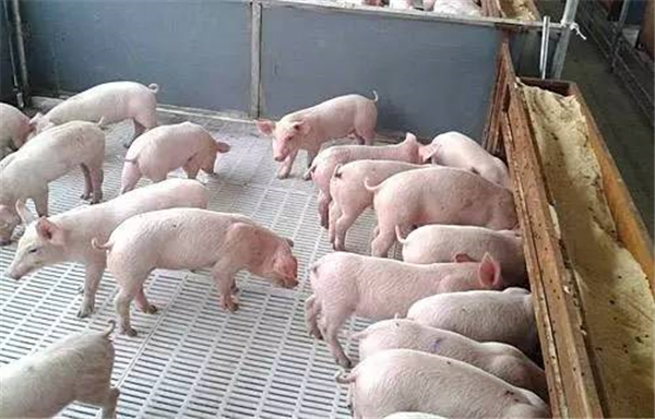 养猪技术·磺胺搭配治百病