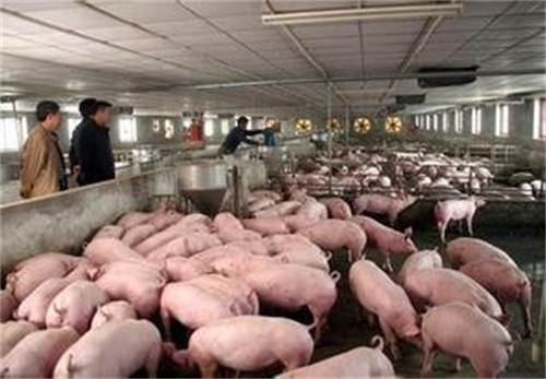01月06日肉价：22.98元/公斤！——最新猪肉批发价！