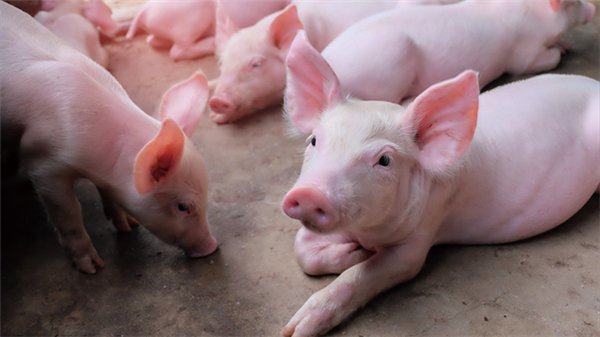新版《动物防疫法》对畜禽养殖人员提出了要求，养猪人必看！