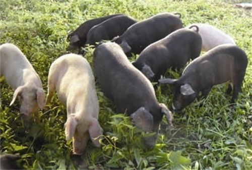 山东生猪存栏2822.1万头，比上年同期增长7.6%，生猪产能持续改善
