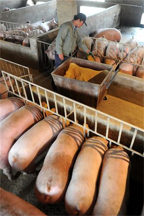 生猪期货为产业高质量发展增添动力