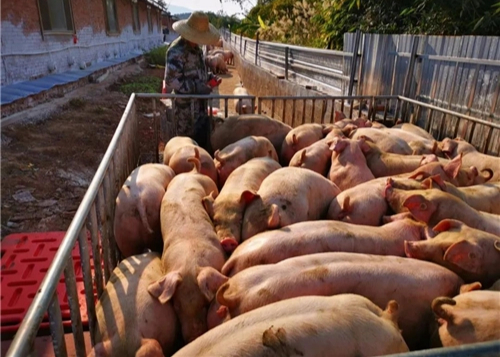 生猪价格全年跌幅约55% 生猪期货起到了什么作用？