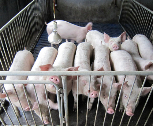 泰国生猪养殖协会：非洲猪瘟导致泰国生猪养殖业萎缩