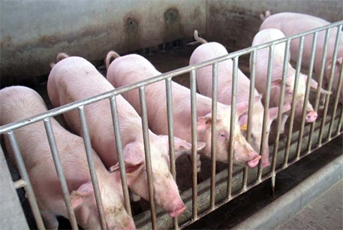 1月11号最新的猪价全国猪价真实的成交信息已经出来了生猪价格明天猪价