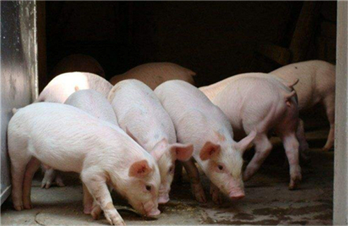 疾病防治 | 猪呼吸道疾病的种类、病因与防治要点思考
