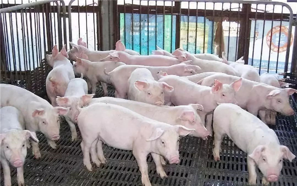 印度将首次允许美国猪肉进口 美农业部长：二十年来的努力终实现