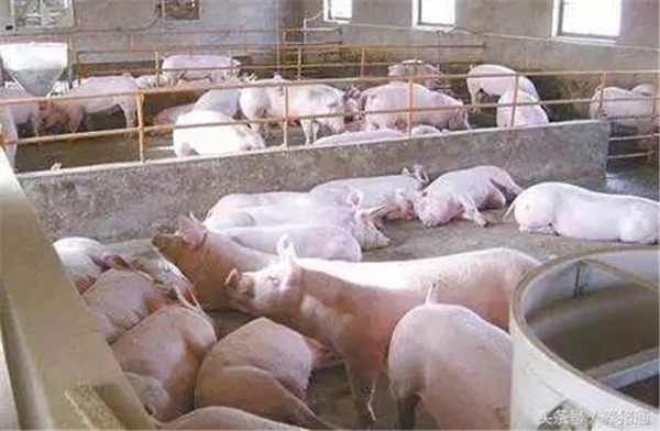 #养猪技术经验分享 #猪场饲养管理 猪肚胀胀皮球怎么办