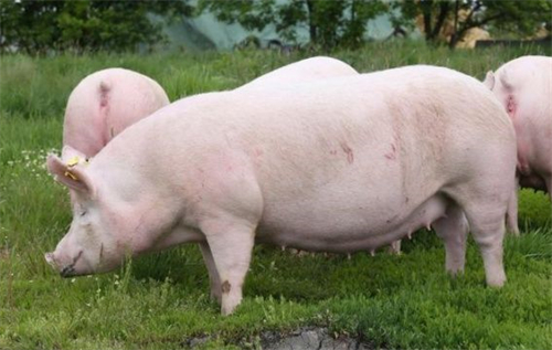 2022年第1周16省（直辖市）瘦肉型白条猪肉出厂价格平均值环比下跌6.2%