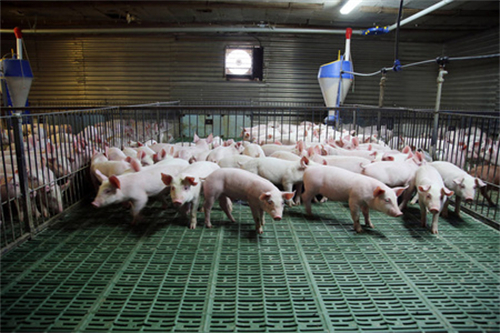 生猪期货大跌3.64% 猪肉股却大涨