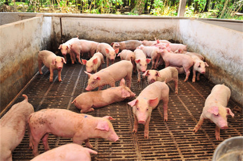 意大利发现首例非洲猪瘟 当局要求提高监测水平