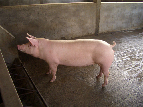 国内部分地区生猪价格低于8元，广州猪肉售价保持平稳