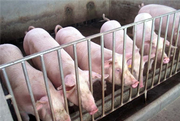 佛山农商银行积极落地“真猪贷”，助生猪产业高质量发展