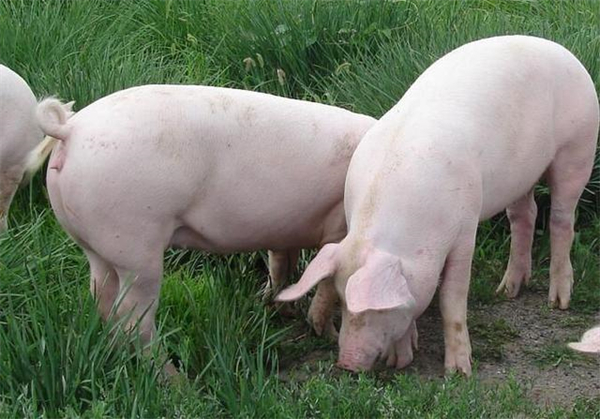 猪肉价格结束反弹，距离春节还有两周左右，猪价还会有变化吗？