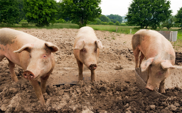 养猪技术：猪瘟病2022年最新治疗方案