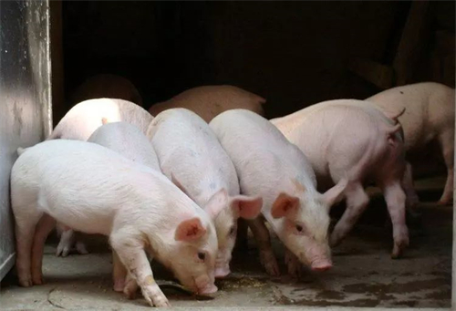 印度首次允许进口美产猪肉