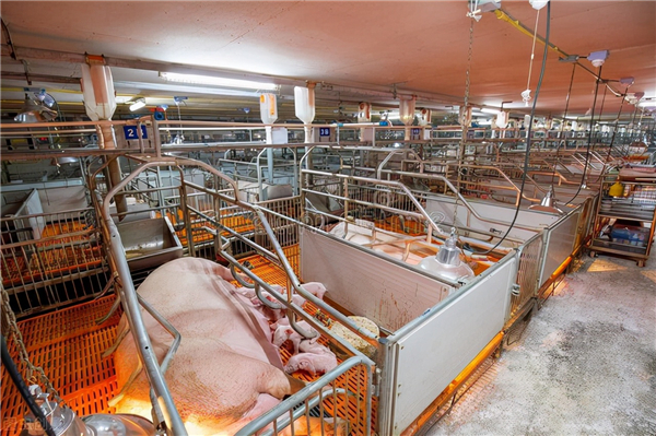 生猪养殖格局在此轮猪周期内出现变化