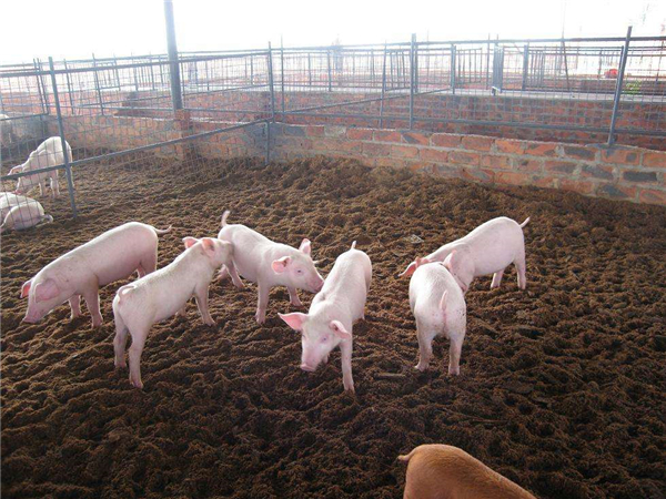 猪价局部上涨，但涨幅受限，养殖户不要抱太大希望