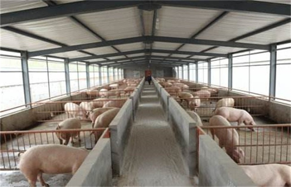 中央农村工作会议精神解读 如何才能“稳定生猪生产”