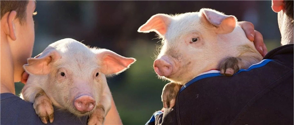 生猪4元/斤，俄罗斯养猪业进入产能过剩模式