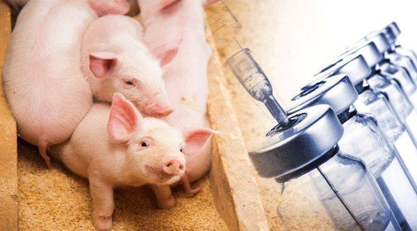 猪流行性腹泻的传播途径及病原特性