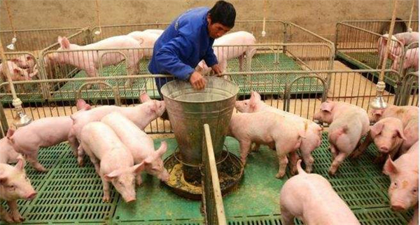 当下正值消费旺季，生猪价格为何不涨反跌？