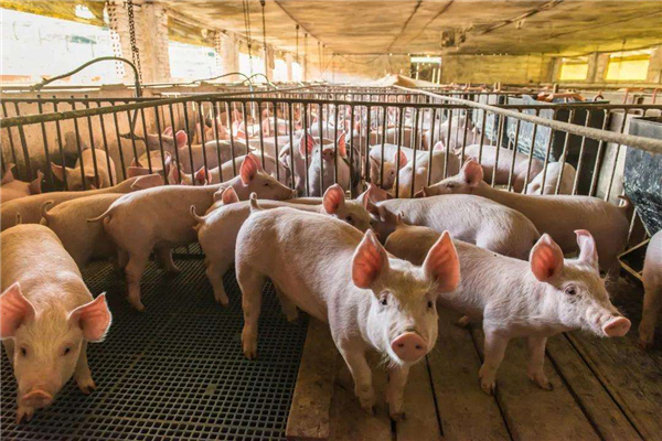 “瑞易保健”在NADC30毒株感染猪场中的应用