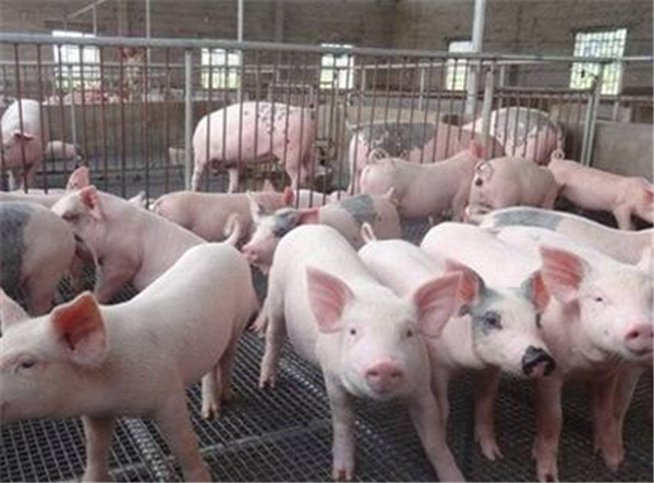保育猪管理5点：“净、挑、差、散、气”！