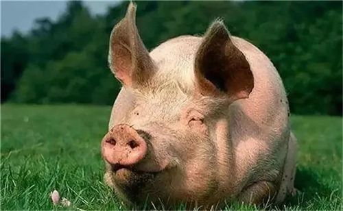 猪粮比进入三级预警区间 猪肉股到底能不能买？